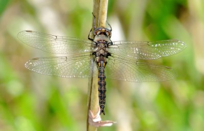Epitheca Species