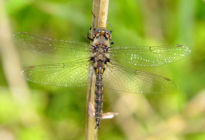 Epitheca Species