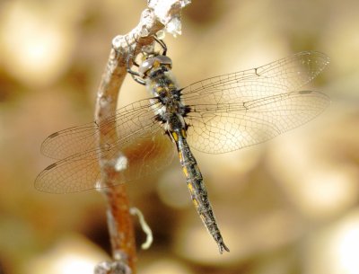 Epitheca Species