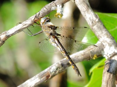 Dot-Winged Baskettail
