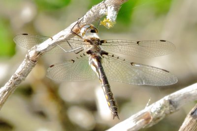 Dot-Winged Baskettail
