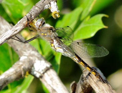 Dot-Winged Baskettail