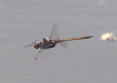 Dot-Winged Baskettail