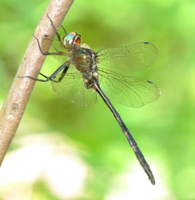 Mocha Emerald