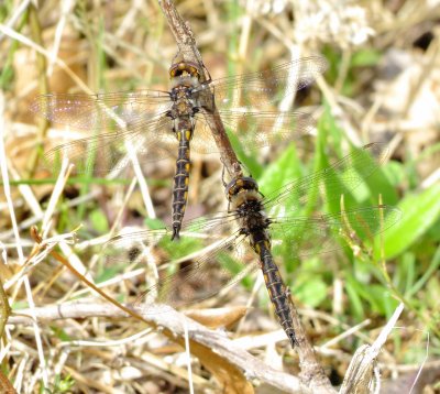Epitheca Species