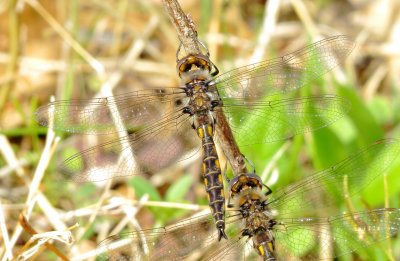 Epitheca Species