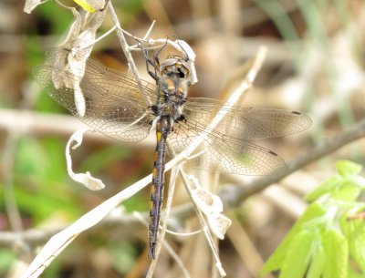 Epitheca Species