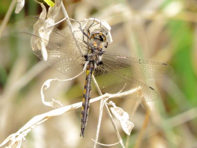 Epitheca Species