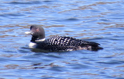 Common Loon