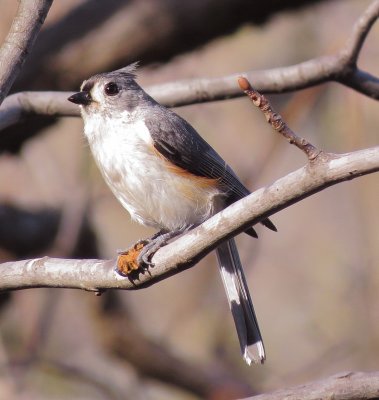 Tufted Titmouse