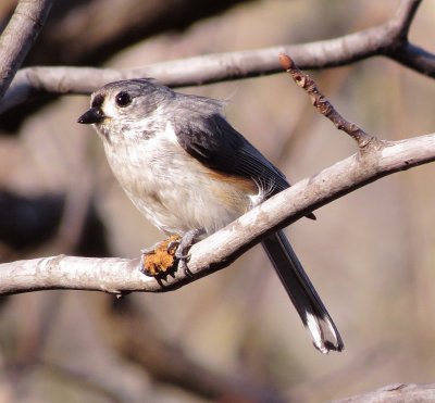 Tufted Titmouse