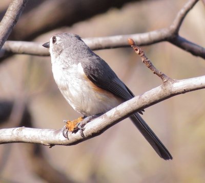 Tufted Titmouse