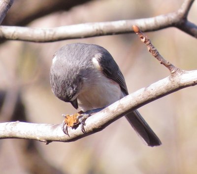 Tufted Titmouse