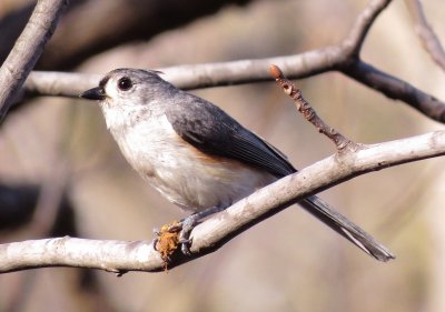 Tufted Titmouse
