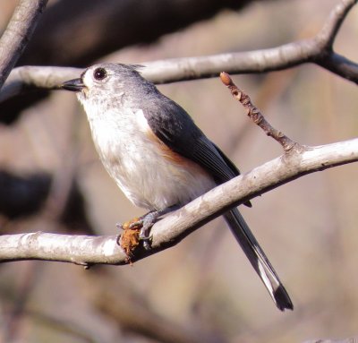 Tufted Titmouse