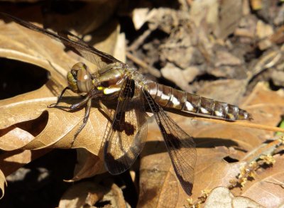 Common Whitetail