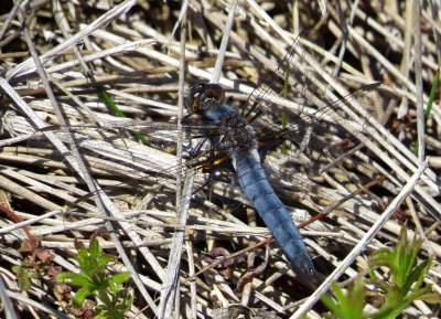 Blue Corporal