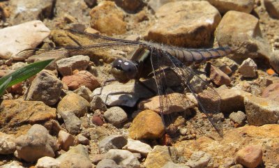 Blue Corporal