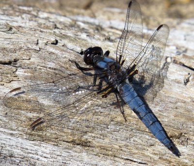 Blue Corporal