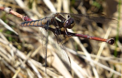 Blue Corporal