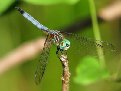 Blue Dasher