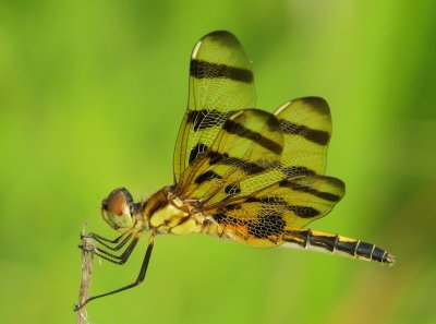 Halloween Pennant