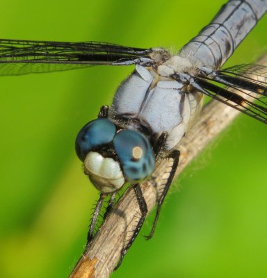Great Blue Skimmer