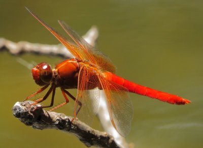 Neon Skimmer