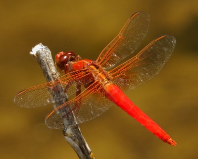 Neon Skimmer