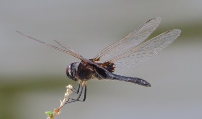 Marl Pennant