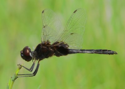 Marl Pennant
