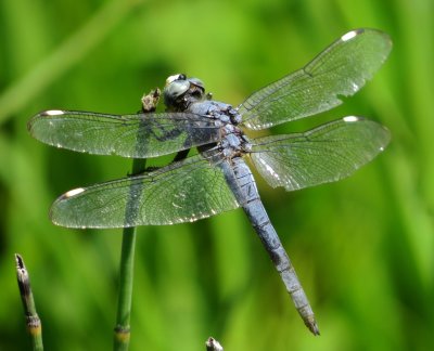Comanche Skimmer