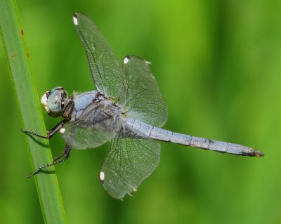 Comanche Skimmer