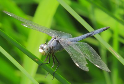 Comanche Skimmer