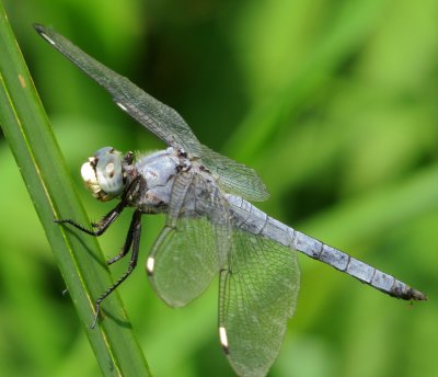 Comanche Skimmer