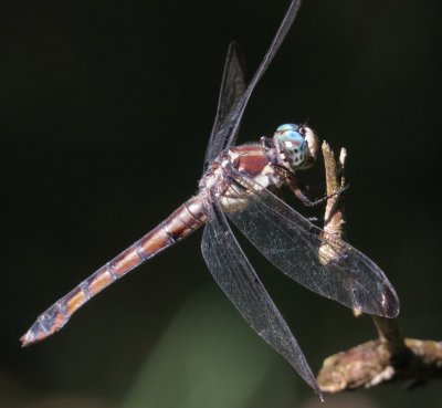 Great Blue Skimmer