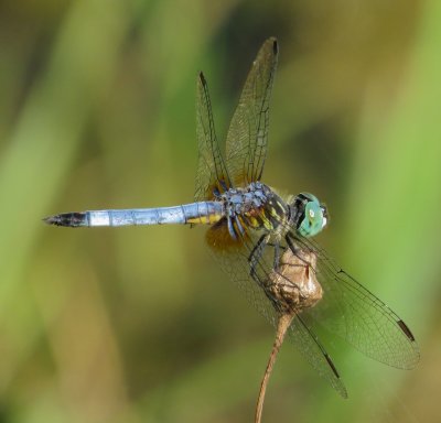 Blue Dasher
