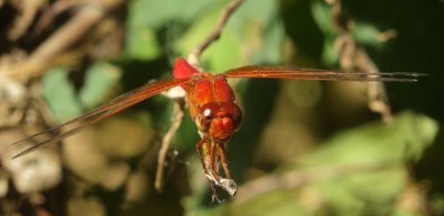 Neon Skimmer