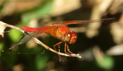 Neon Skimmer