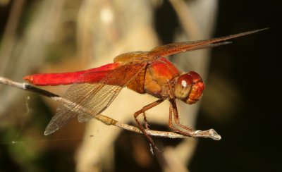 Neon Skimmer