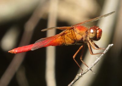 Neon Skimmer