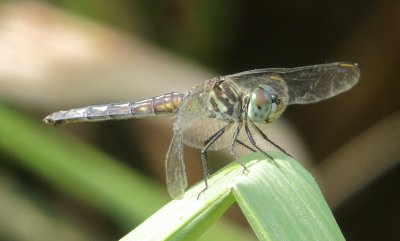 Blue Dasher