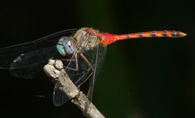 Blue-Faced Meadowhawk
