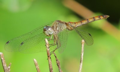 Blue-Faced Meadowhawk