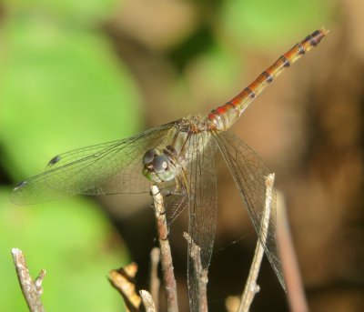 Blue-Faced Meadowhawk
