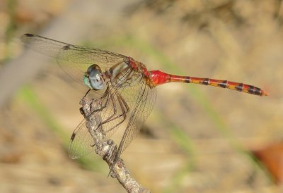 Blue-Faced Meadowhawk