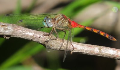 Blue-Faced Meadowhawk