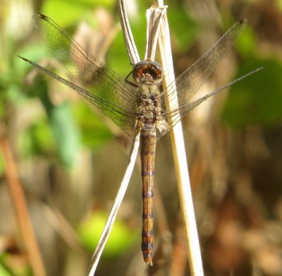 Blue-Faced Meadowhawk