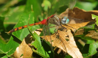 Blue-Faced Meadowhawk