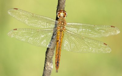 Wandering Glider